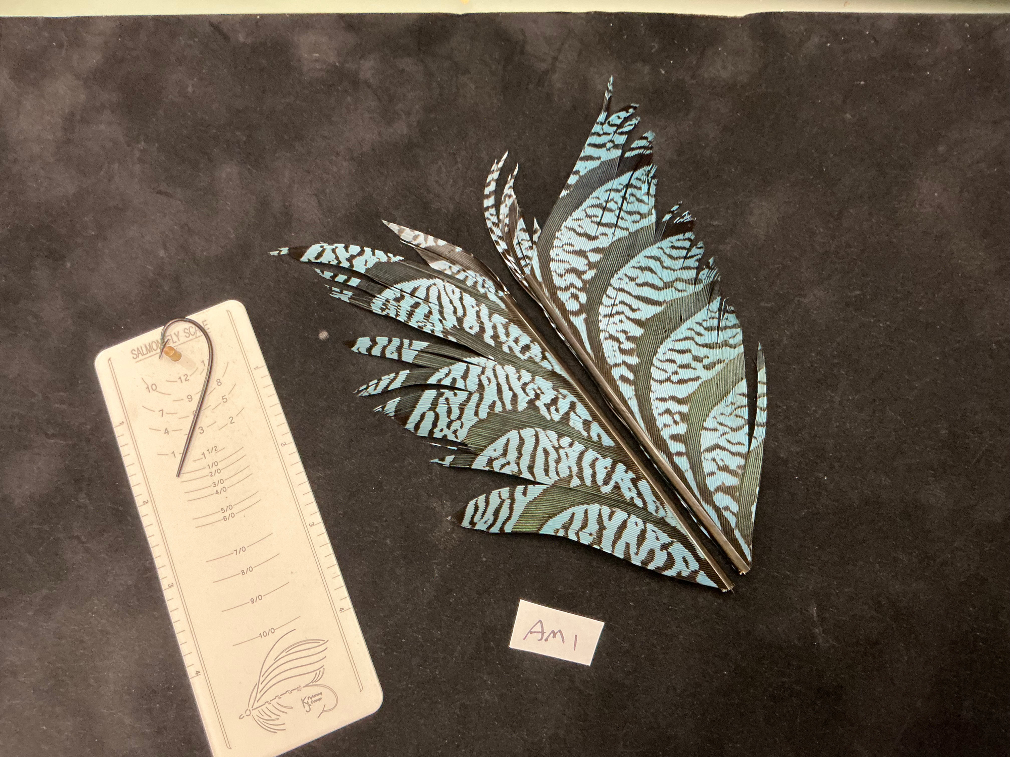 Lady Amherst's  Pheasant tail sections Dyed AM1