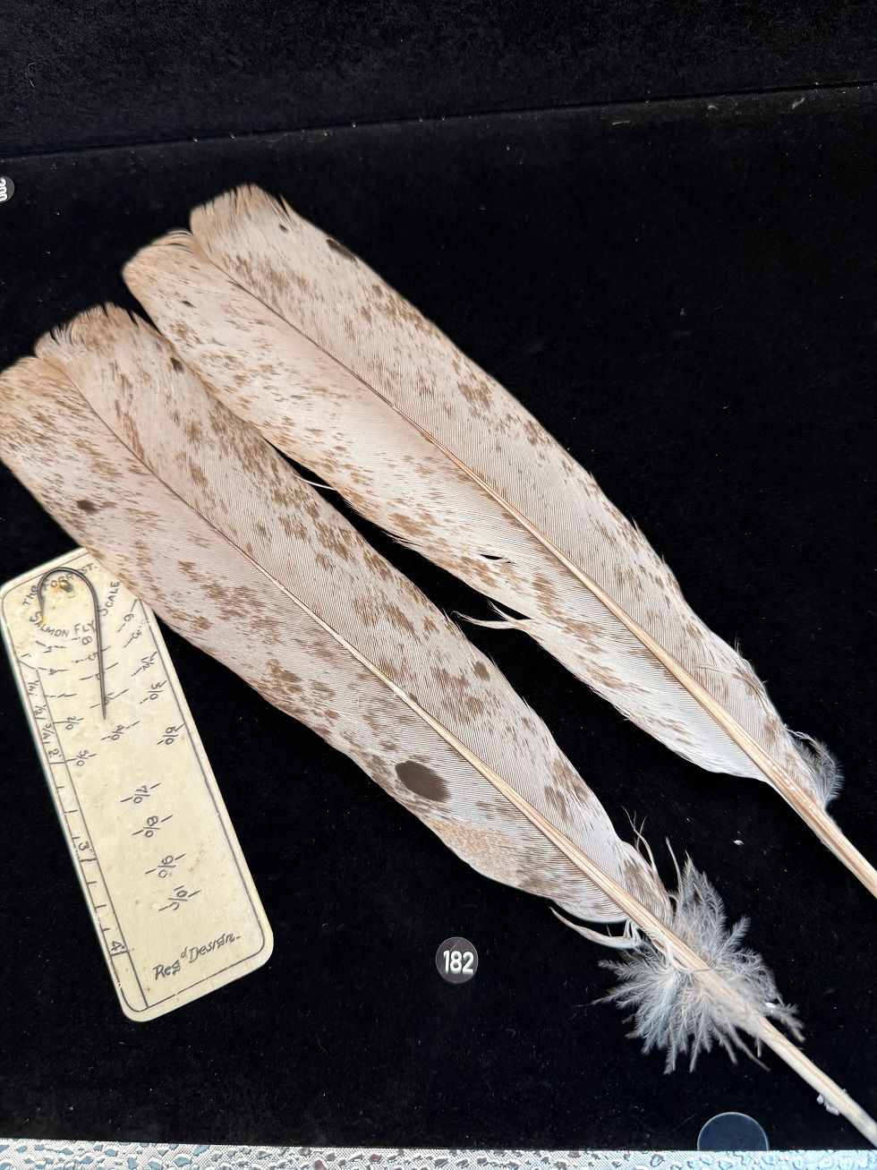 Thumbnail: Lucas/Cullen Collection Dun Splash Turkey Tail Feathers 182