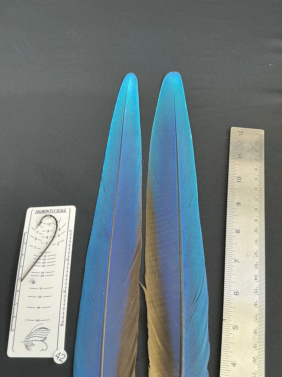Thumbnail: Macaw tail feathers #42