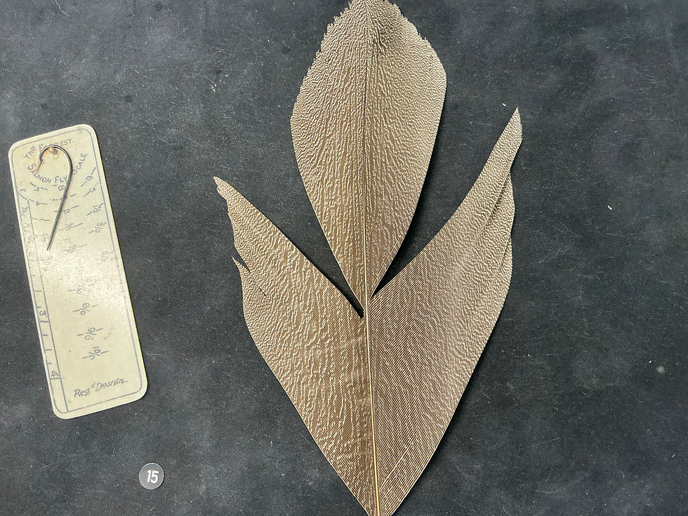 Thumbnail: Kori Bustard  feathers  as shown 10/0 #15