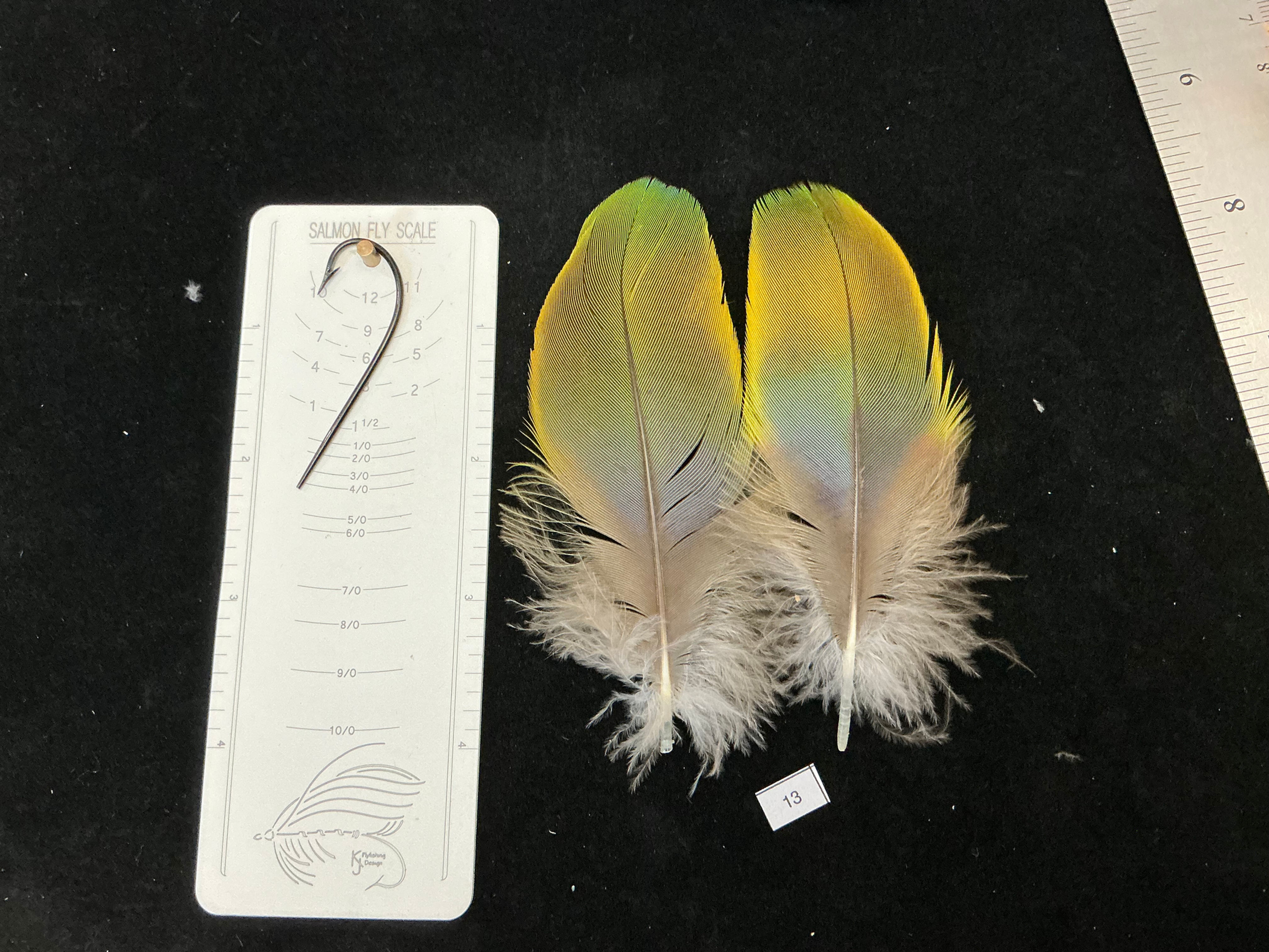 Matched  parrot feathers for  Salmon Flies 13-13N