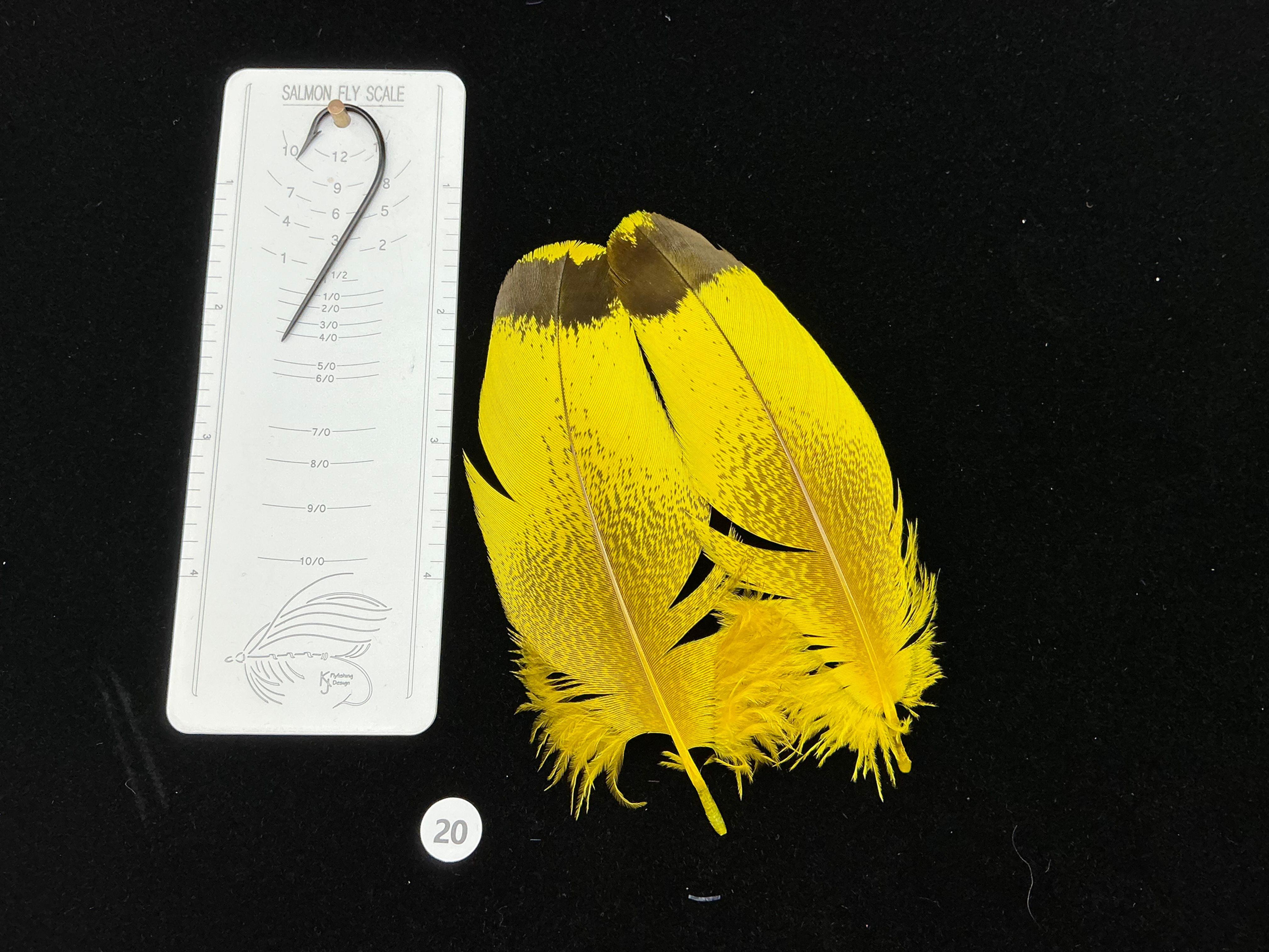 Dyed Kori Bustard feather pair 20