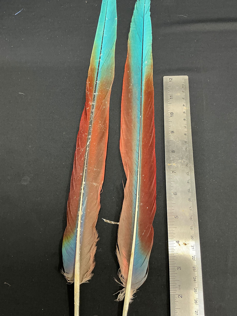 Thumbnail: Macaw tail feathers  19" #7