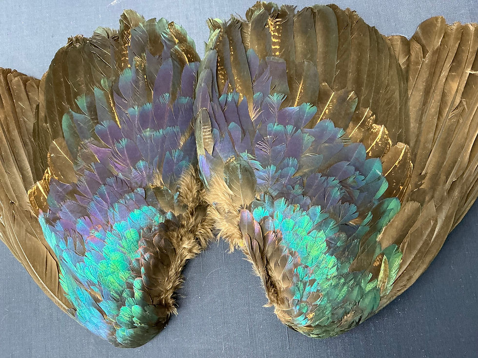 Thumbnail: Monal Impeyan Pheasant bird wings