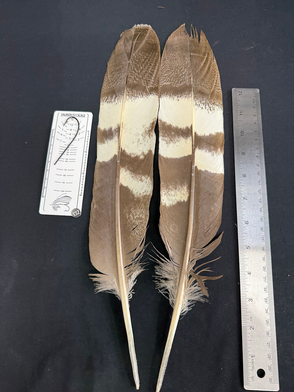 Thumbnail: Kori Bustard tail  feathers  as shown #132