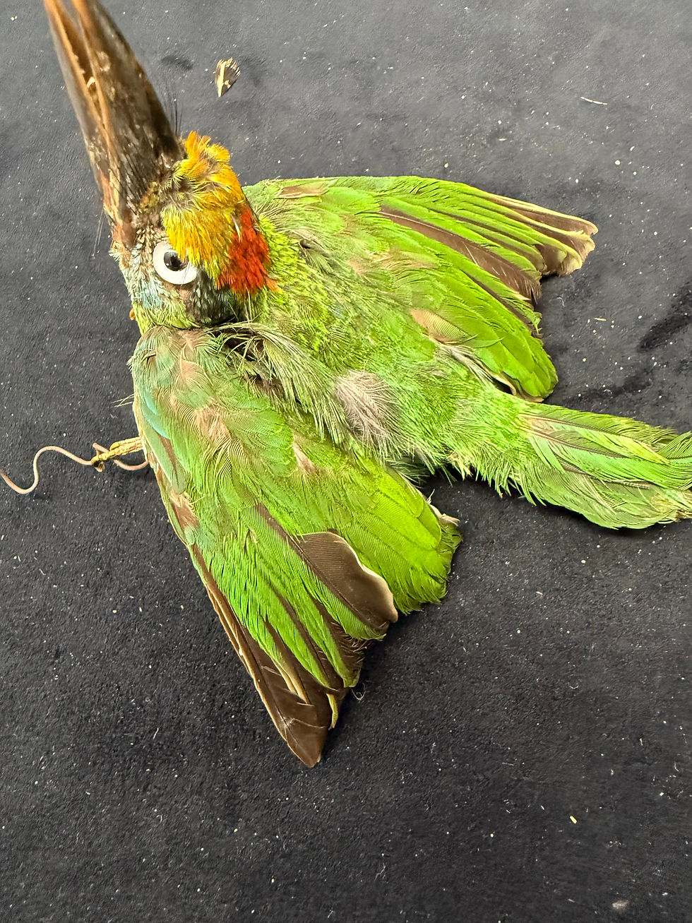Thumbnail: Paradise Tanager Bird Mount