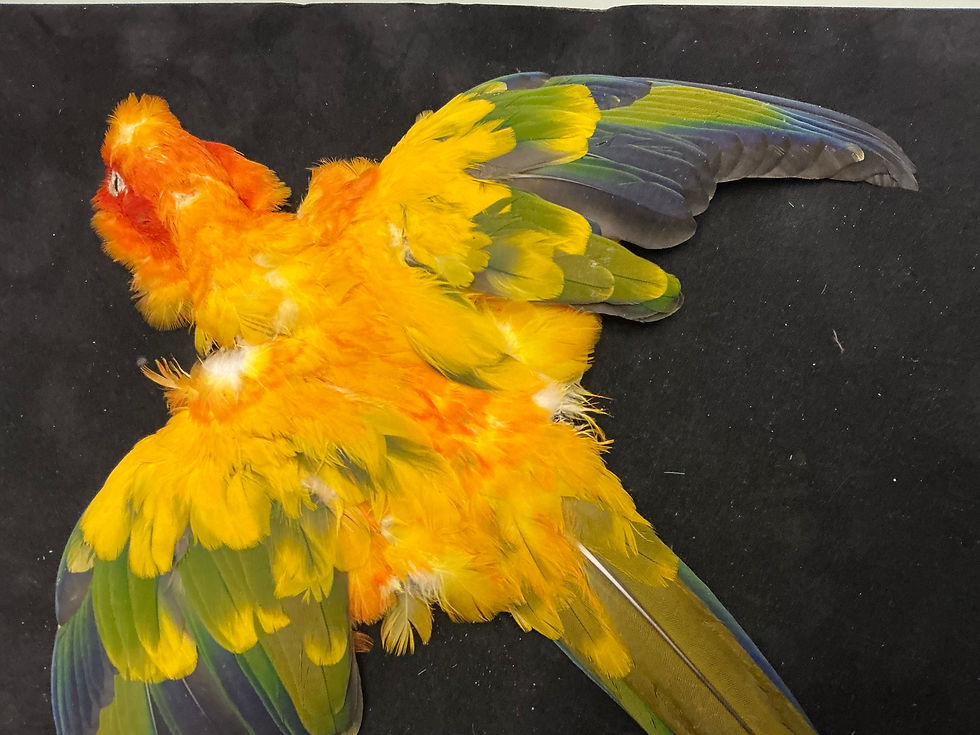 Thumbnail: Sun Conure complete Bird Skin from Vintage Collection