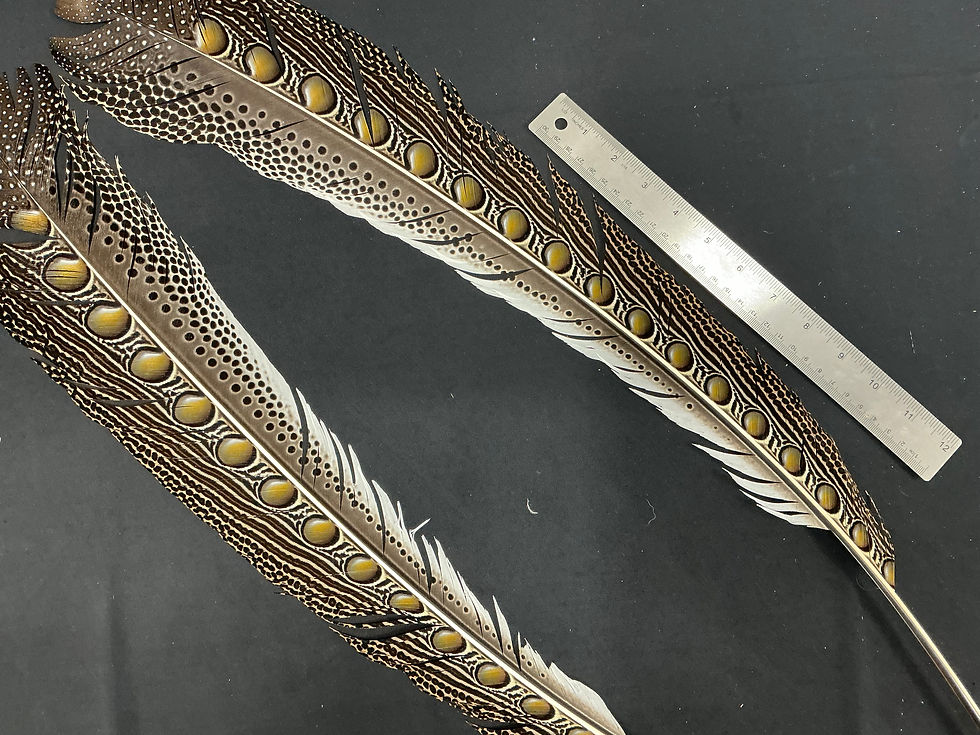 Thumbnail: Great Argus Pheasant  Secondary feather pair 23