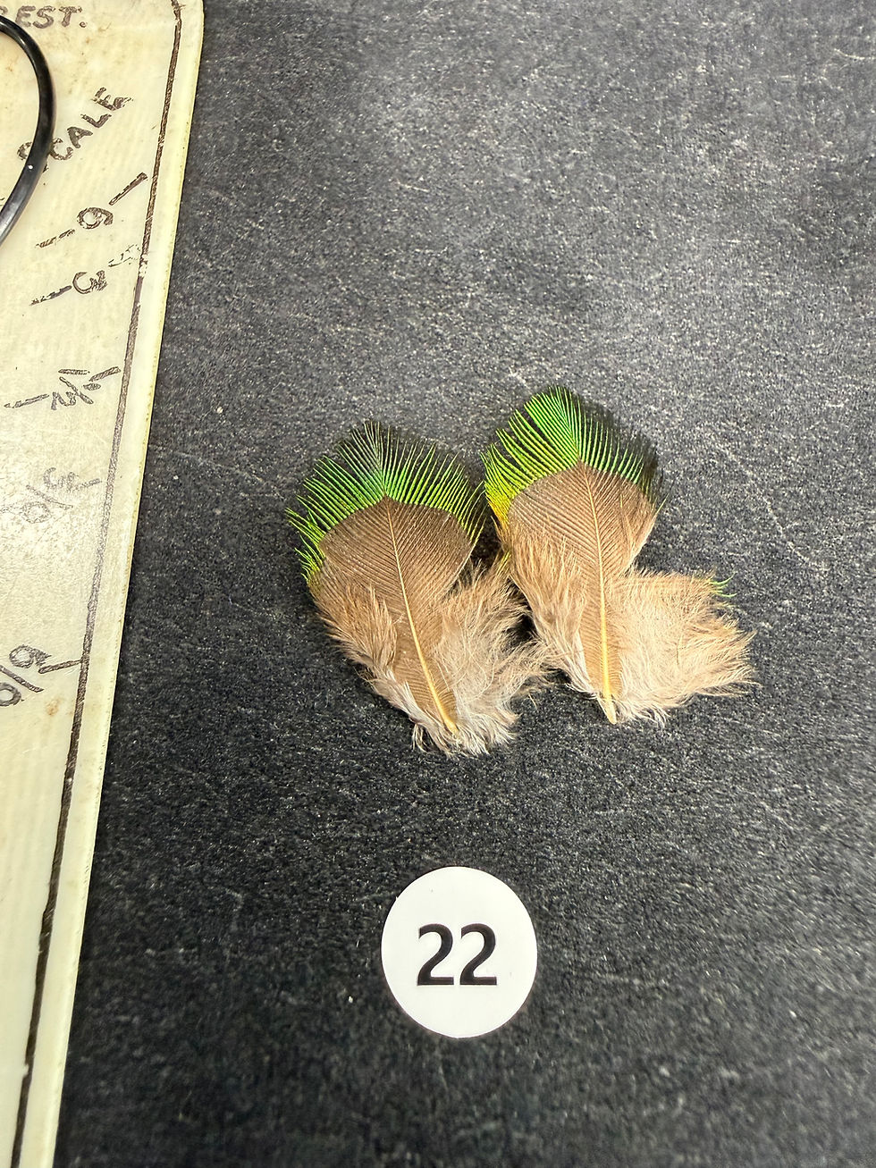 Thumbnail: PREMIUM Vintage Quetzal  Feathers 12-26