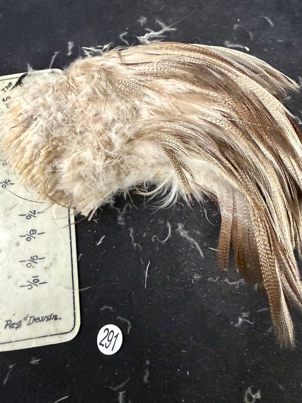 Thumbnail: Vintage Large Clump of  Bronze Mallard Duck feathers 291