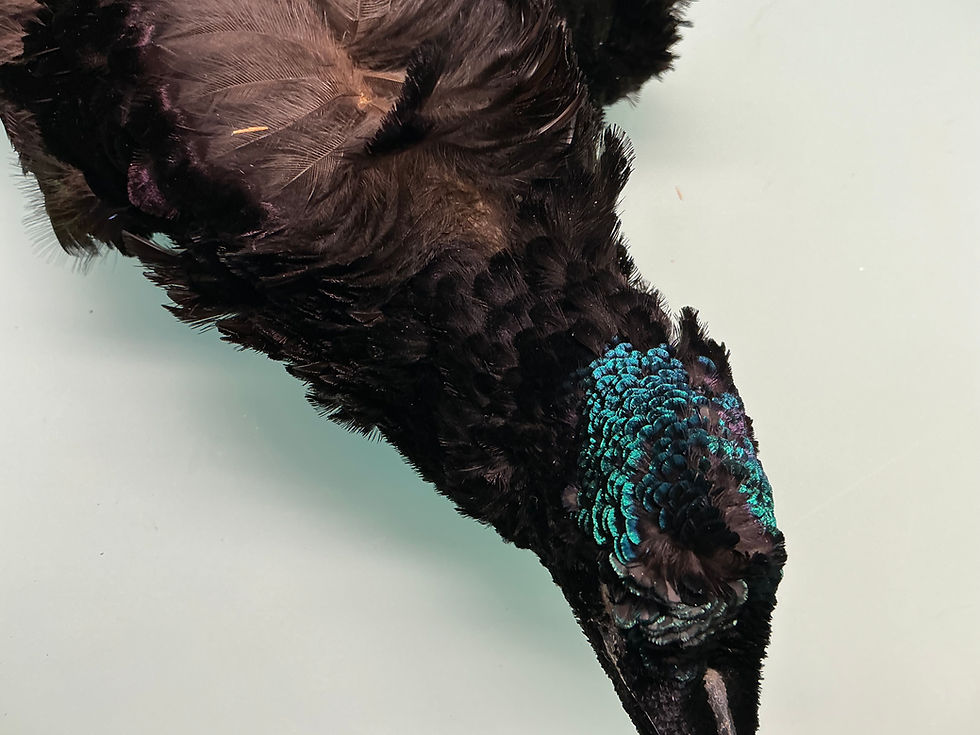 Thumbnail: BEAUTIFUL Vintage Victorian era Rifle Bird of Paradise