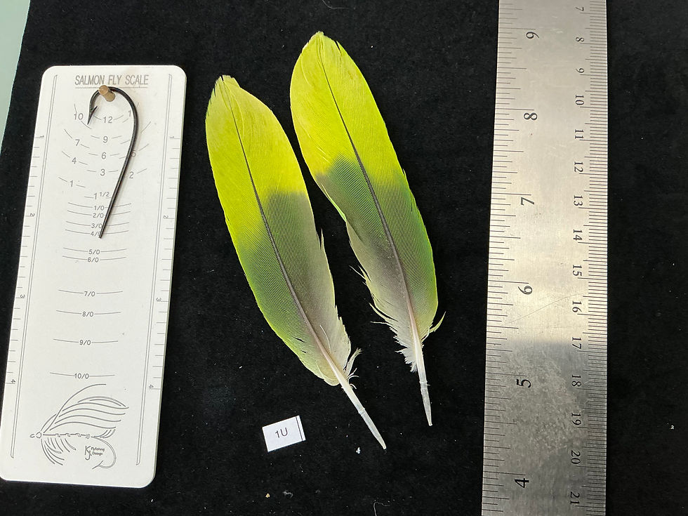 Thumbnail: Matched  parrot feathers for  Salmon Flies 1O-2D
