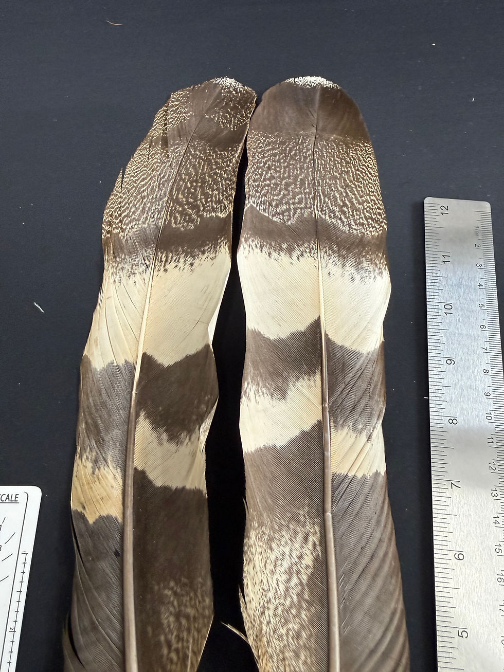 Thumbnail: Kori Bustard tail  feathers  as shown #136