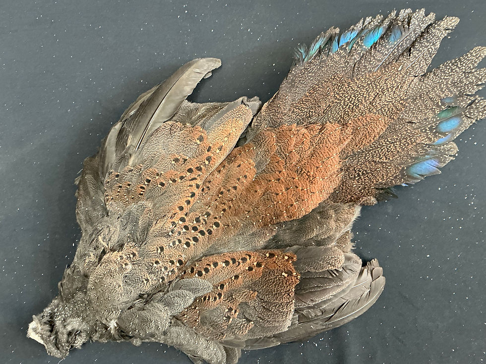 Thumbnail: Bronze Tail  Peacock Pheasant Bird skin