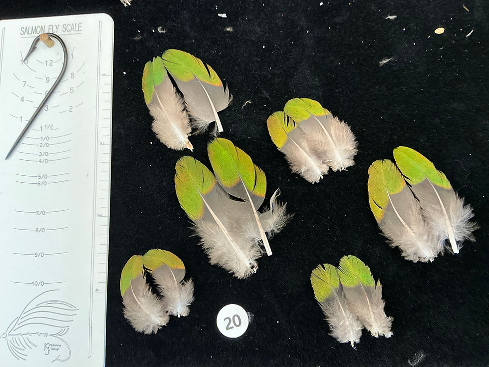 Thumbnail: Green Wing Dove feathers #20
