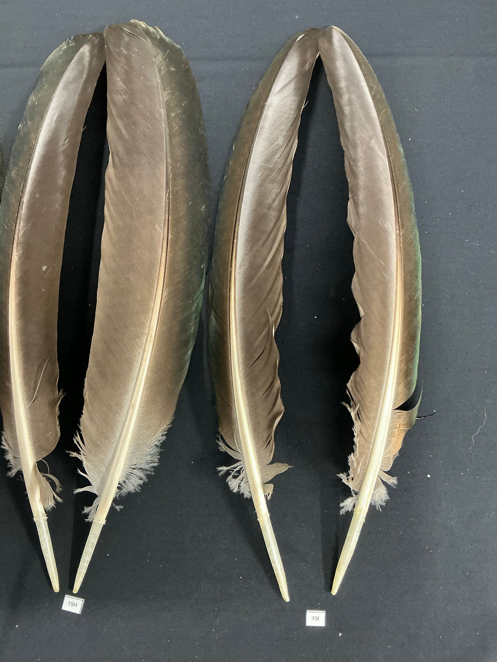 Thumbnail: Black Shoulder Peacock wing feathers