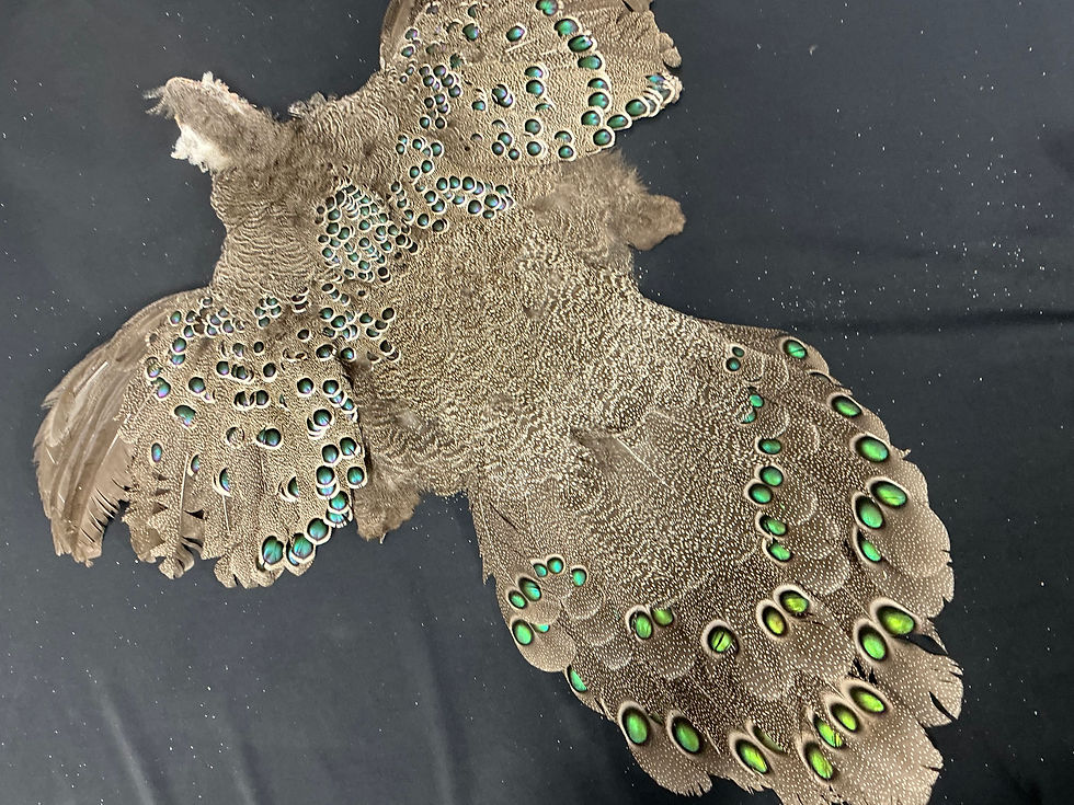 Thumbnail: BEAUTIFUL Grey Peacock Pheasant Bird skin #2