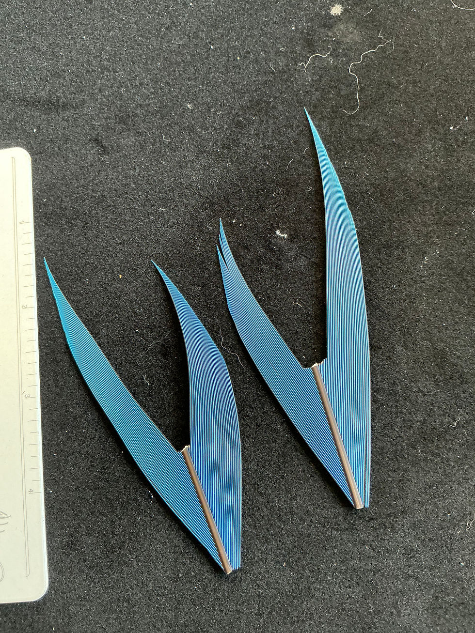 Thumbnail: Macaw tail feathers