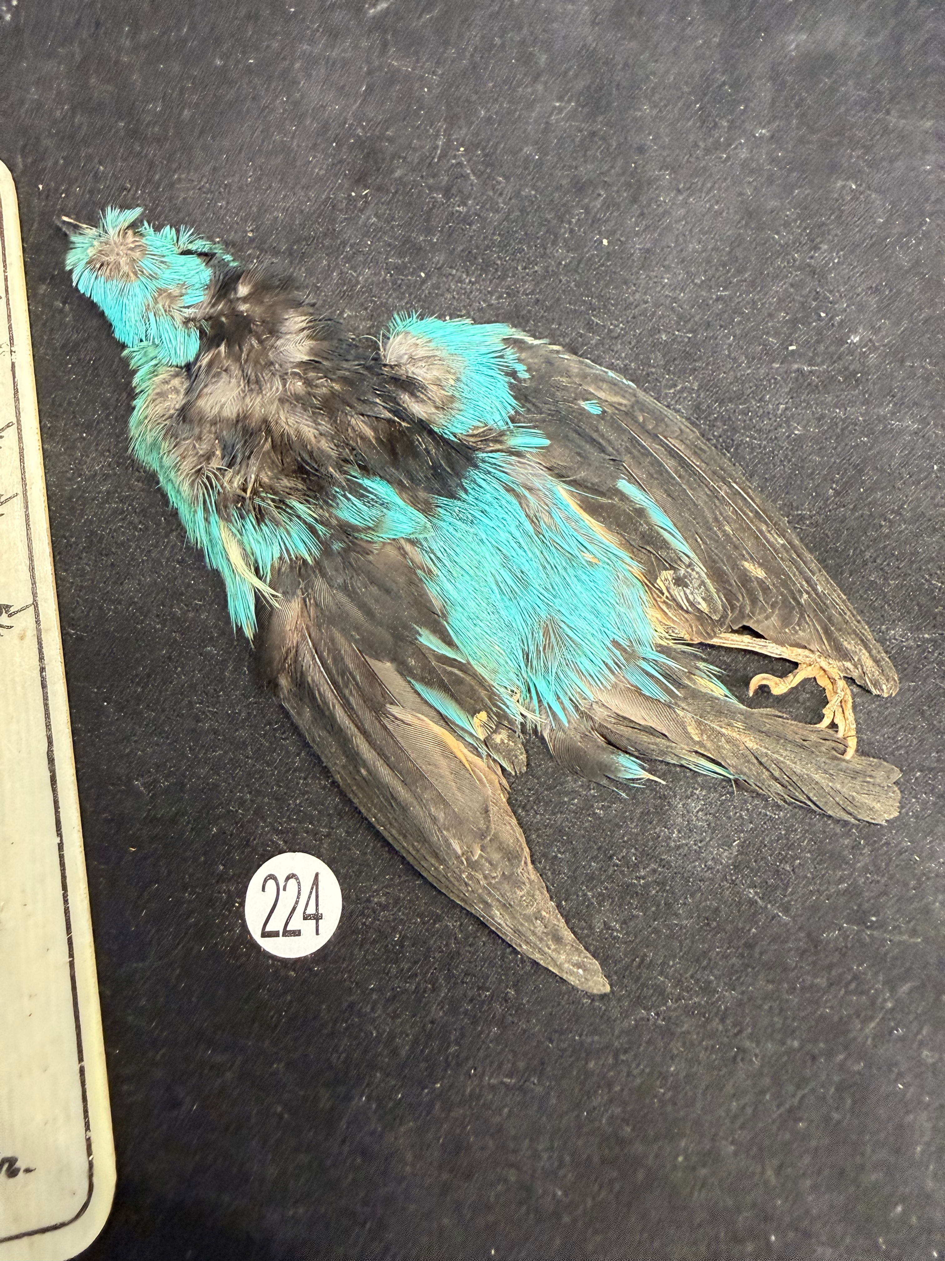 Vintage Turquoise Tanager Skin for Fly Tying