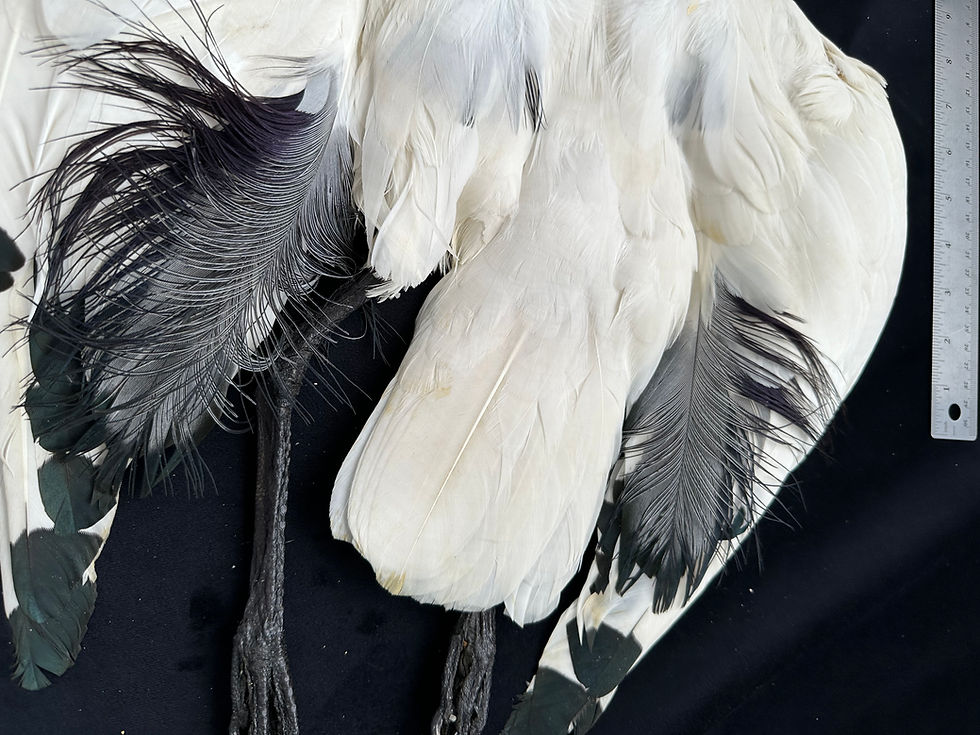Thumbnail: Sacred Ibis taxidermy bird from Ronn Lucas Collection