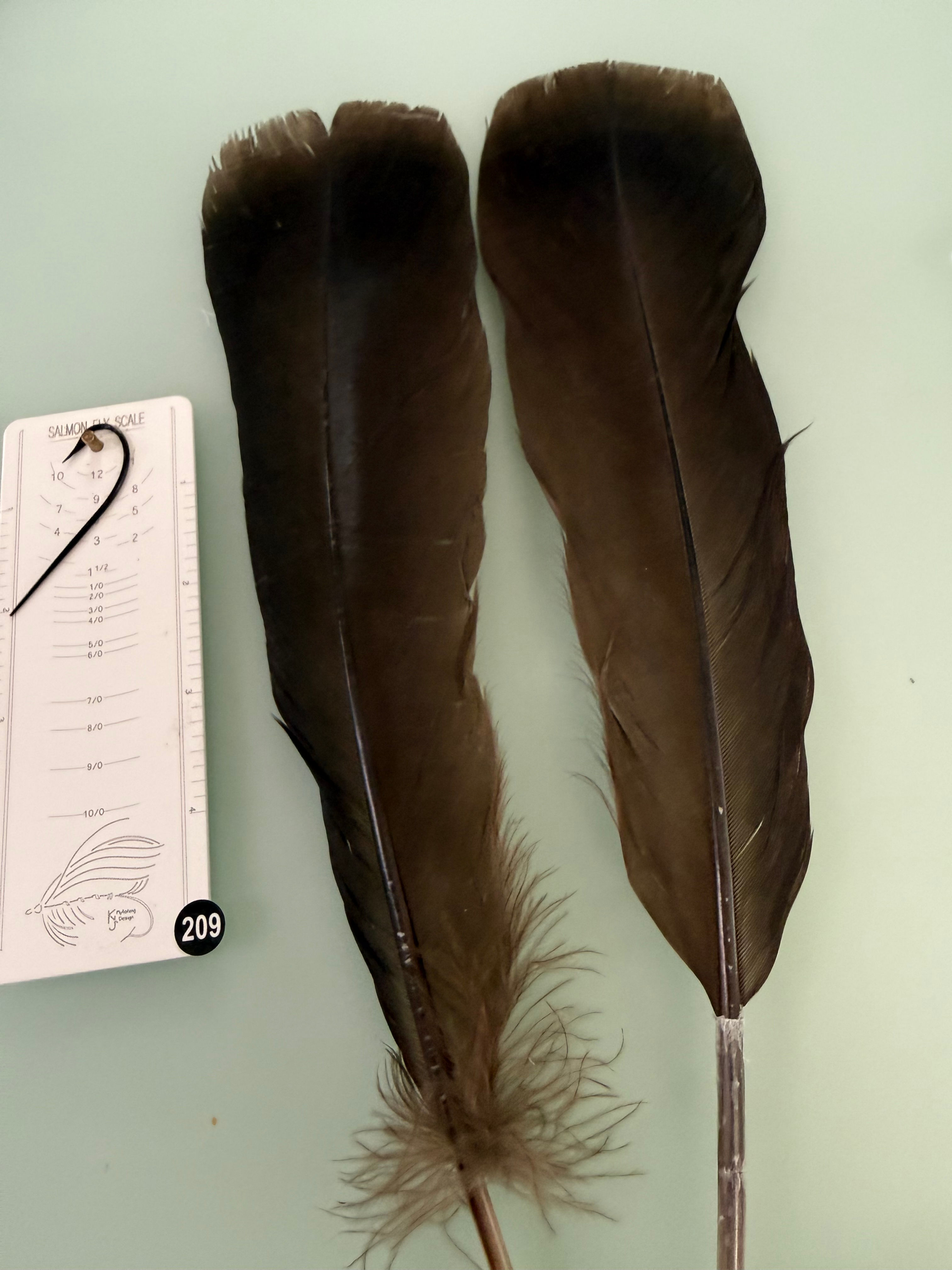 Lucas/Cullen Premium Spanish Turkey Feathers 209A