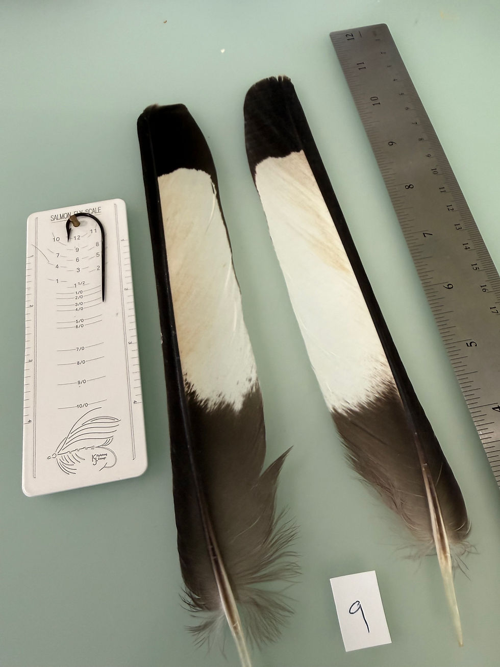 Thumbnail: White Tail  Black Cockatoo feathers Lucas Collection #9