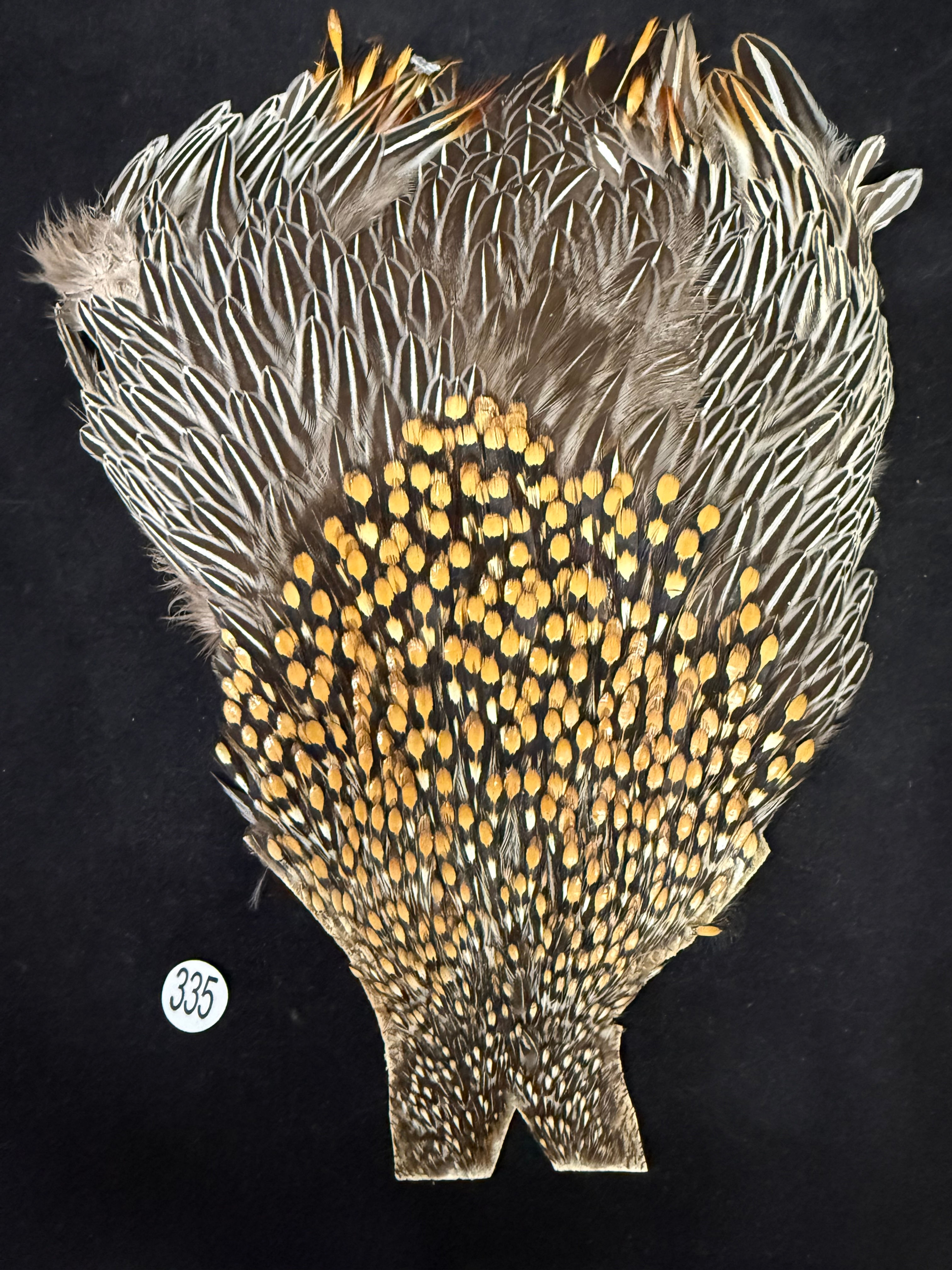 Jungle Cock from Ronn Lucas Collection 335