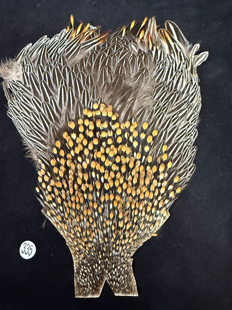 Thumbnail: Jungle Cock from Ronn Lucas Collection 335