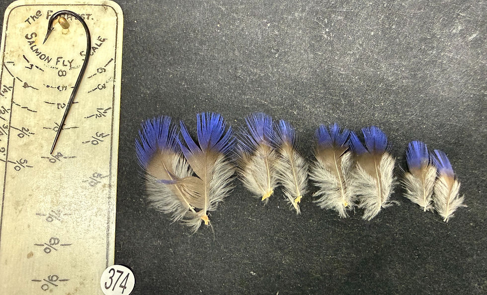 Thumbnail: Purple Kingfisher  feathers