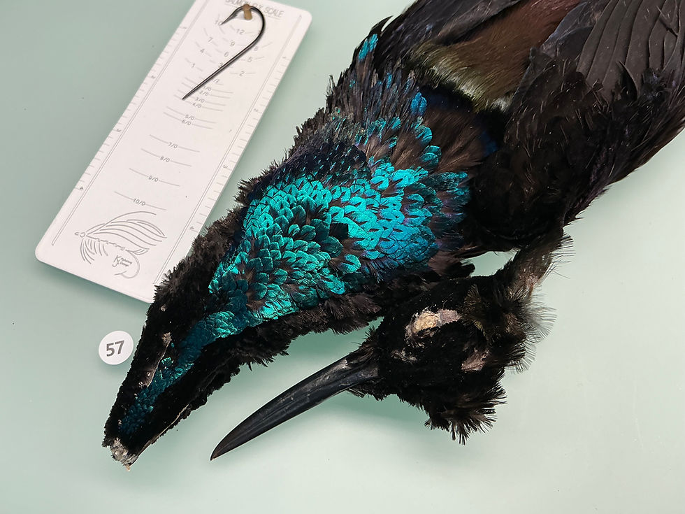 Thumbnail: BEAUTIFUL Vintage Victorian era Rifle Bird of Paradise