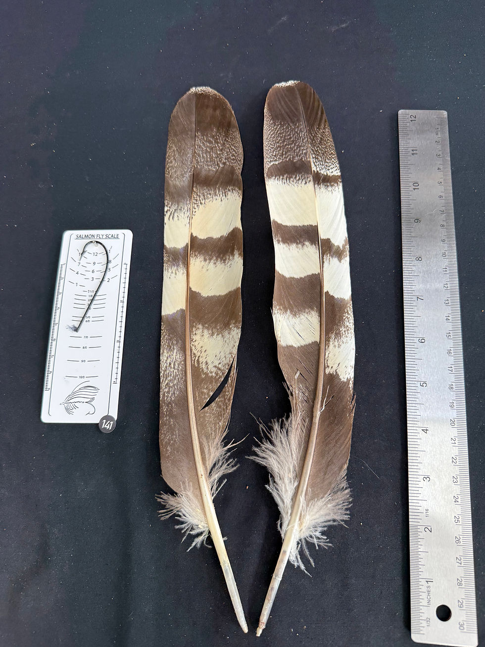 Thumbnail: Kori Bustard tail  feathers  as shown #141