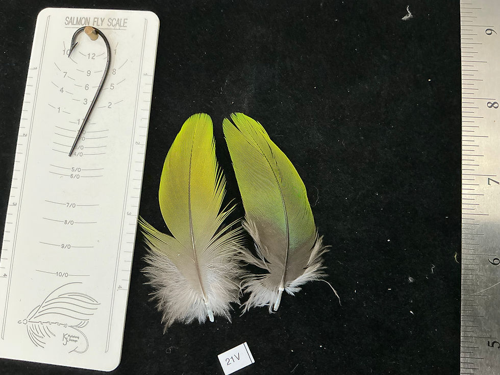 Thumbnail: Matched  parrot feathers for  Salmon Flies 21J-21X