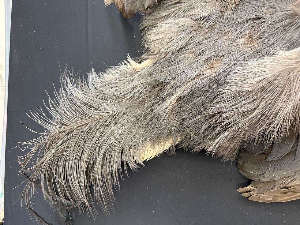 Thumbnail: Blue Eared Pheasant bird skin 2