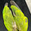 Thumbnail: Nanday Conure complete wings from Cullen Collection