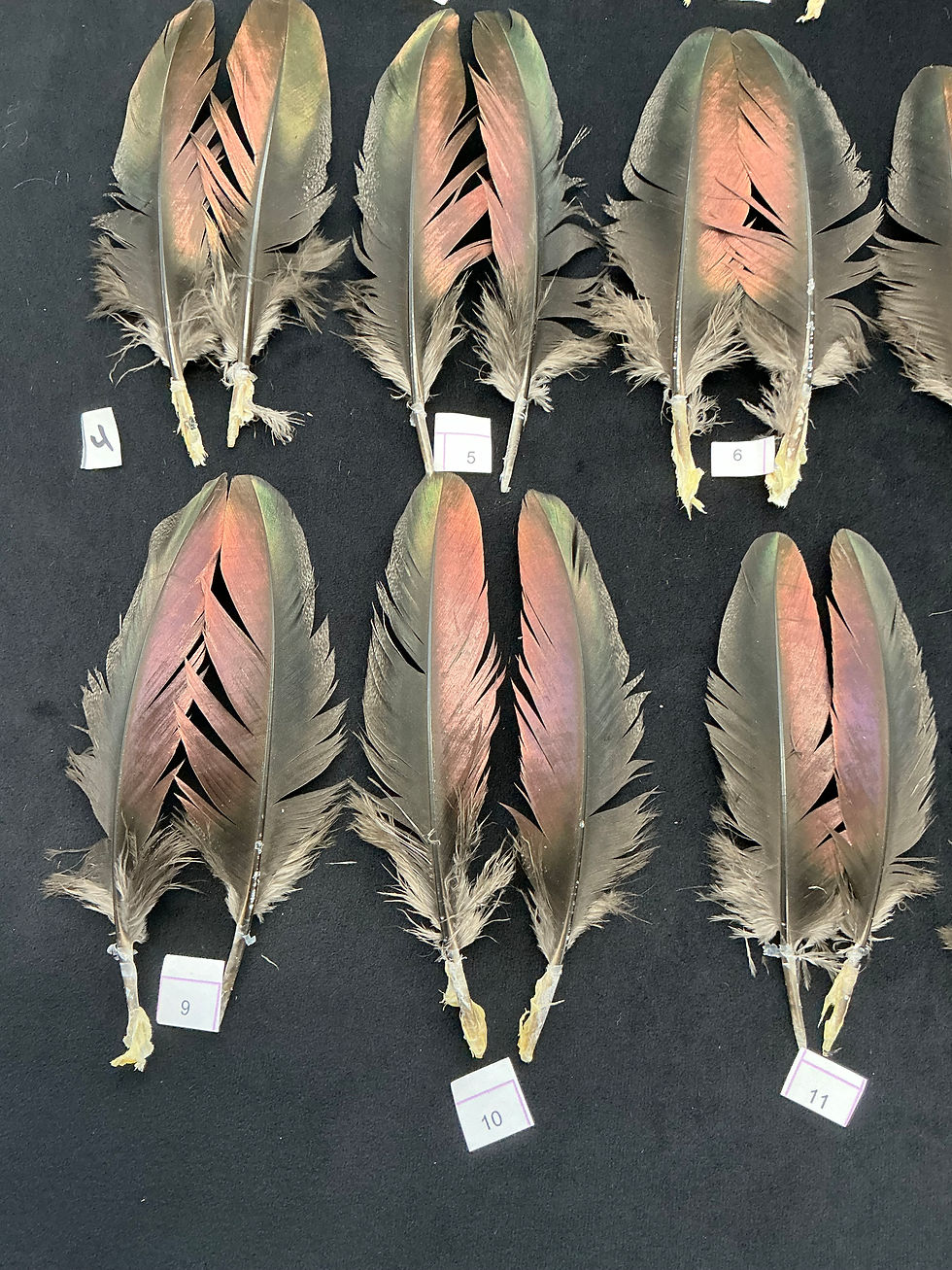 Thumbnail: Ocellated Turkey wing  covert feathers