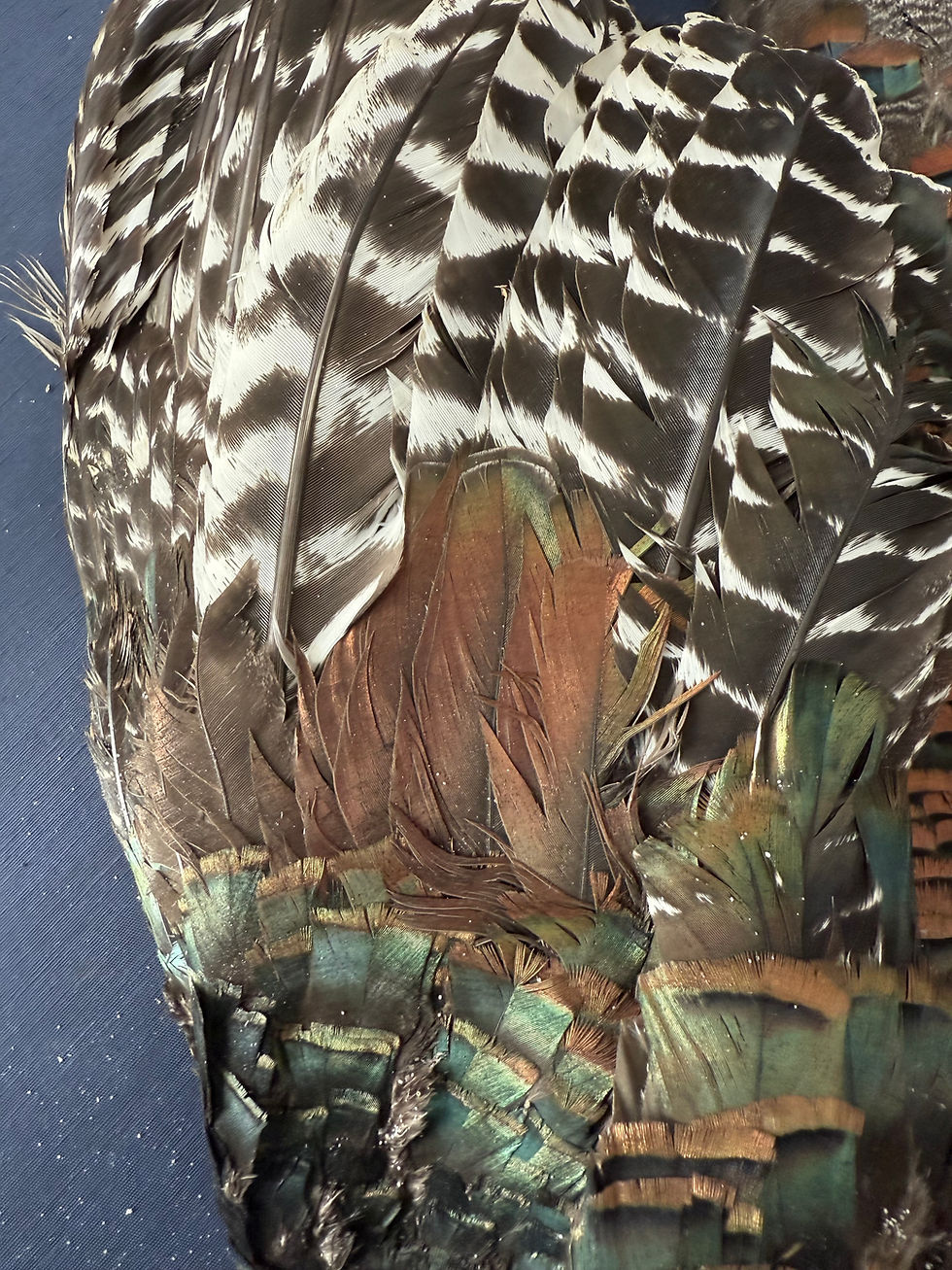 Thumbnail: Ocellated Turkey skin