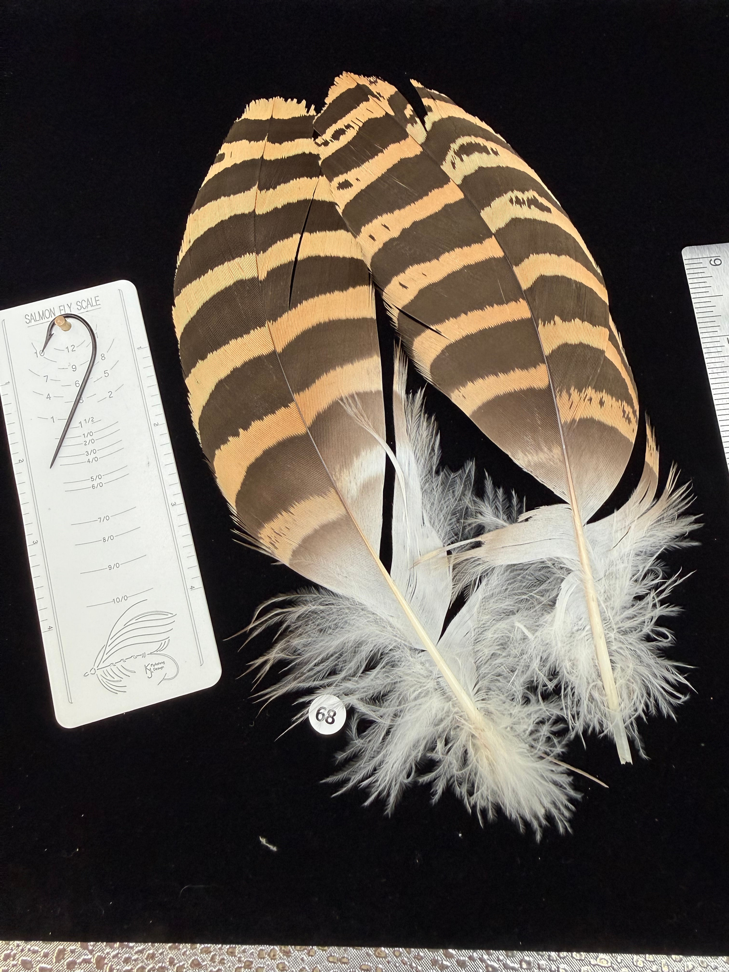 Florican Bustard pair as shown in photos 68