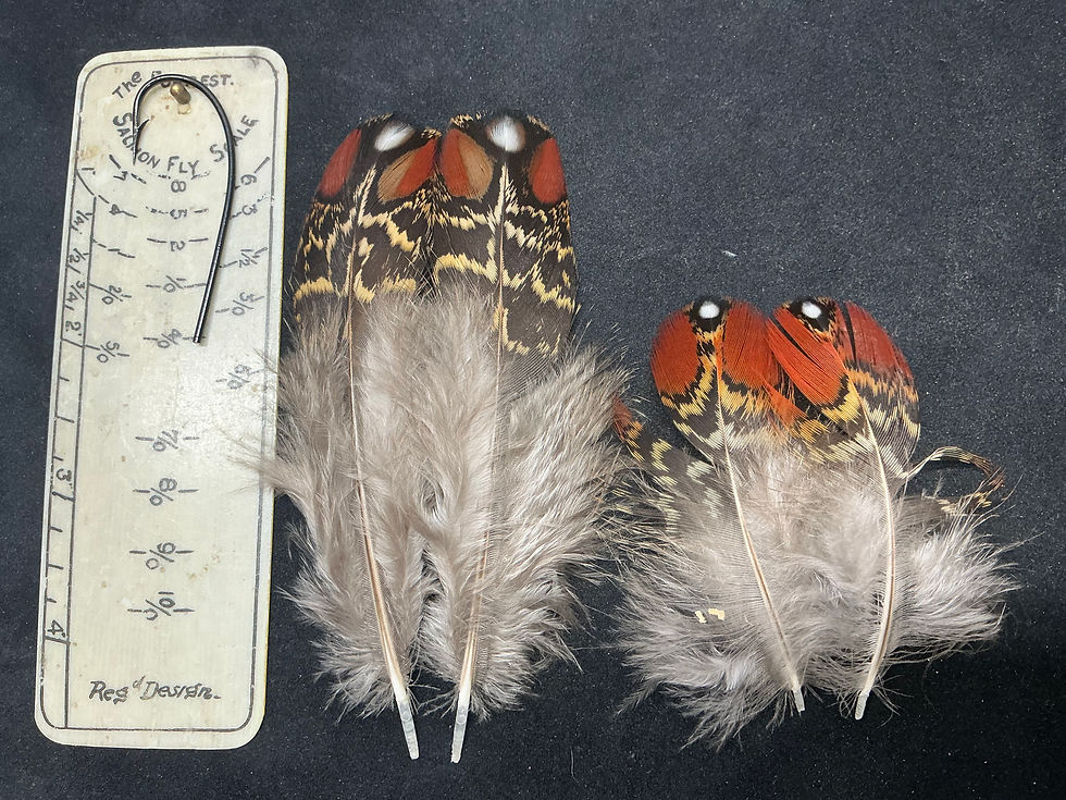 Thumbnail: Satyr Tragopan Pheasant  feathers