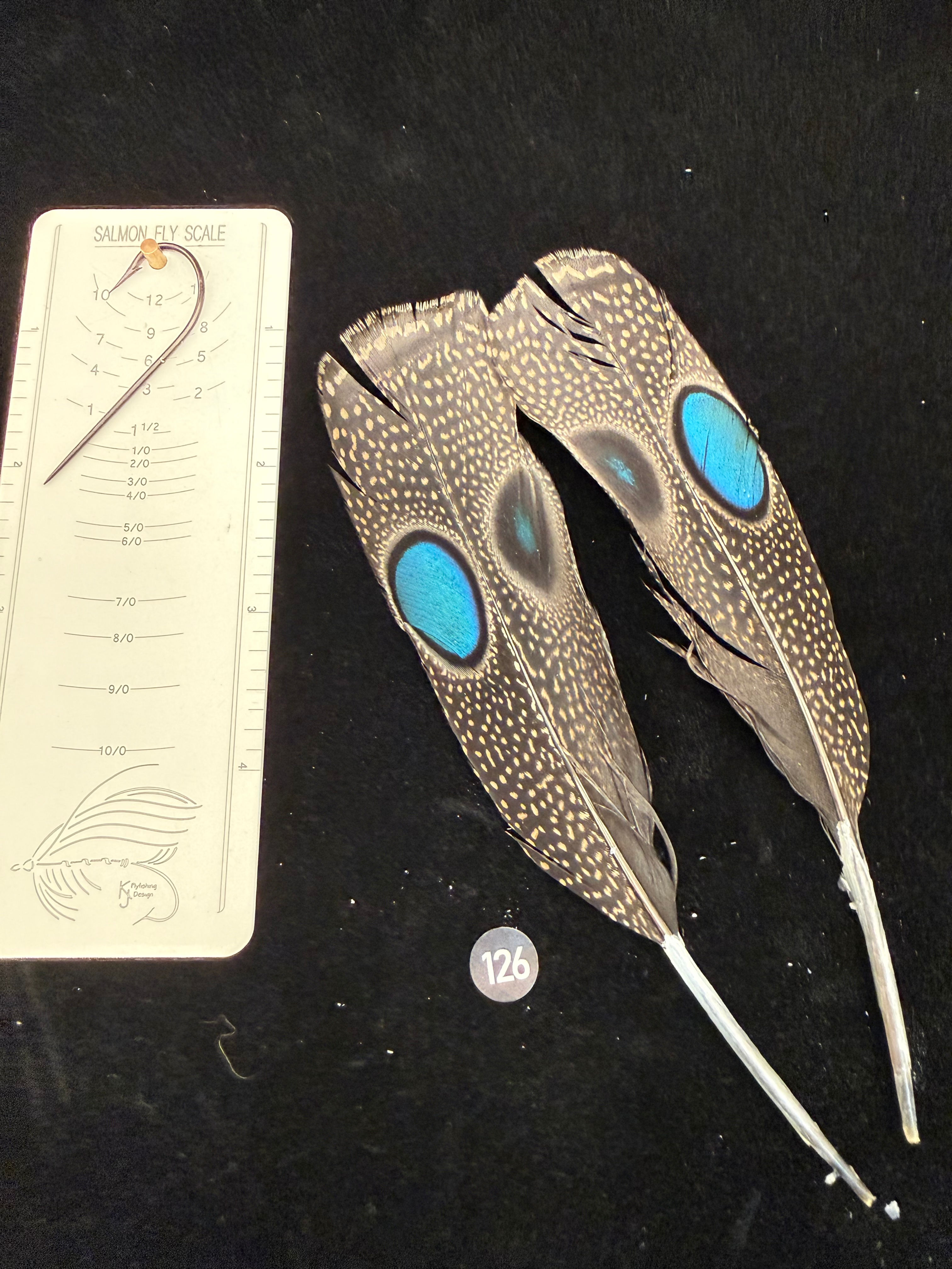 Peacock Pheasant Double Eye Tail Feathers #126