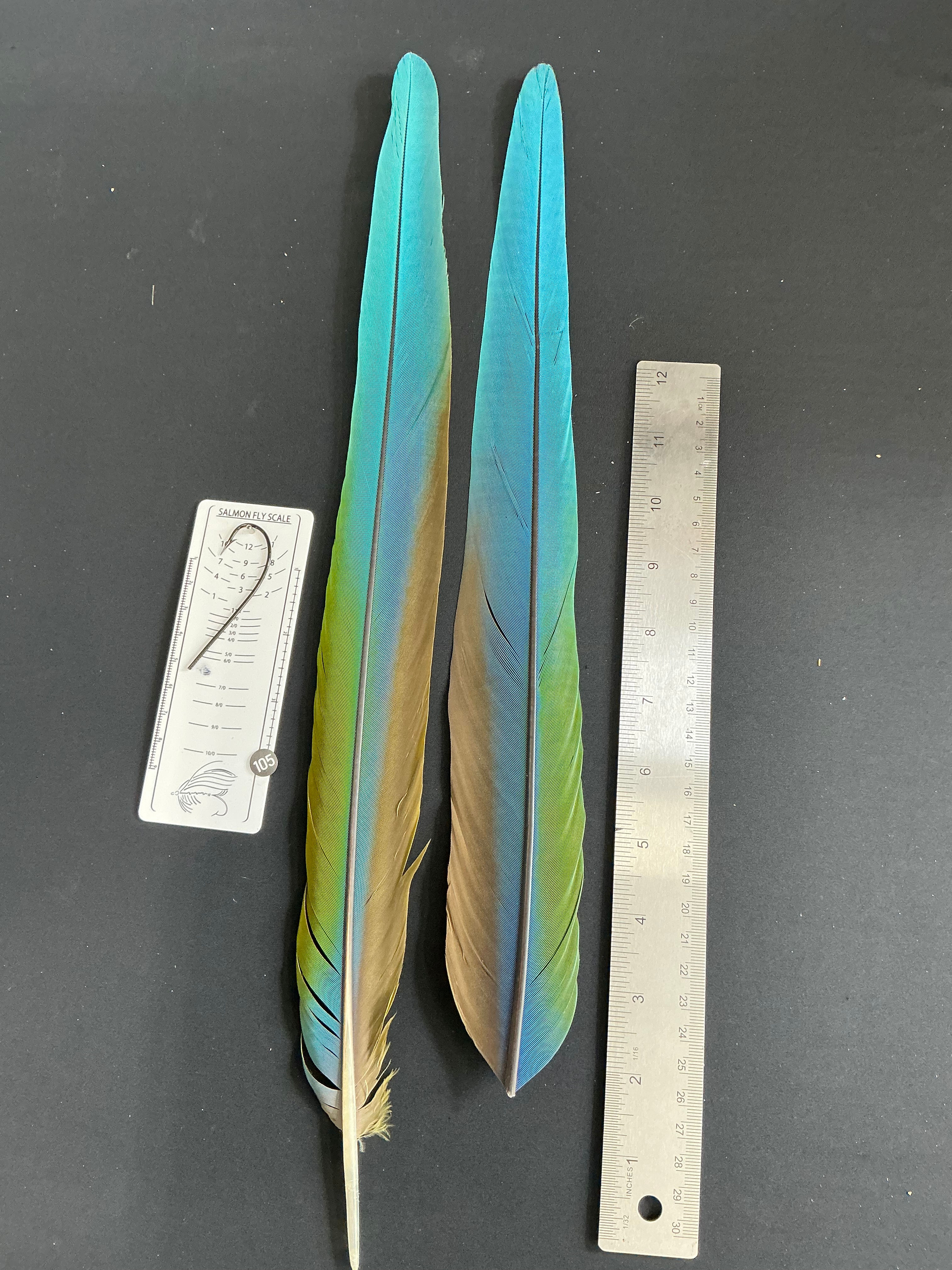 Macaw tail feathers  #105