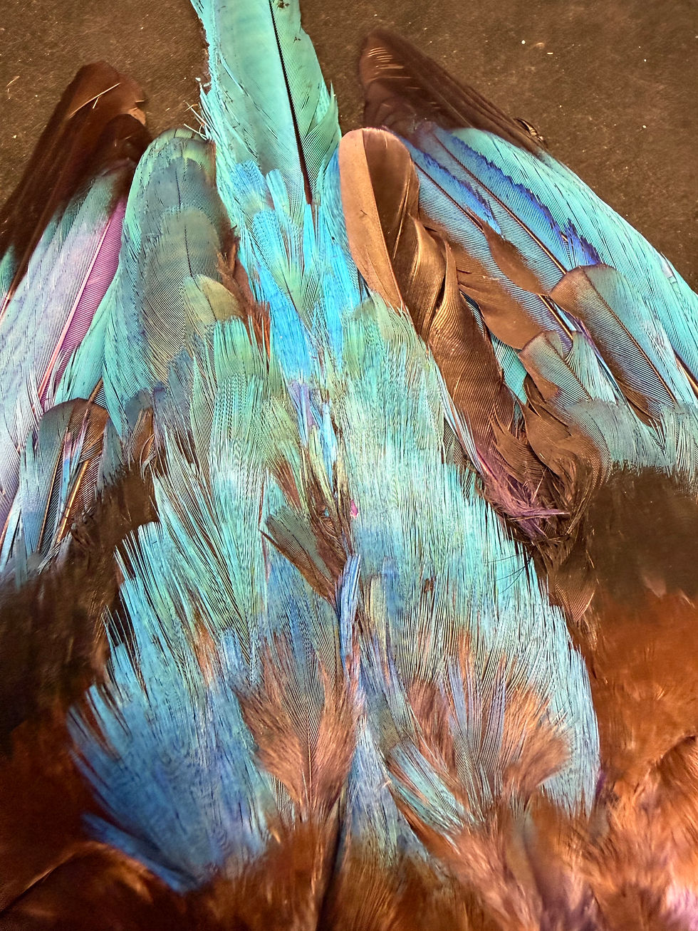 Thumbnail: Asian Kingfisher Dyed Purple Cotinga Cotinga sub