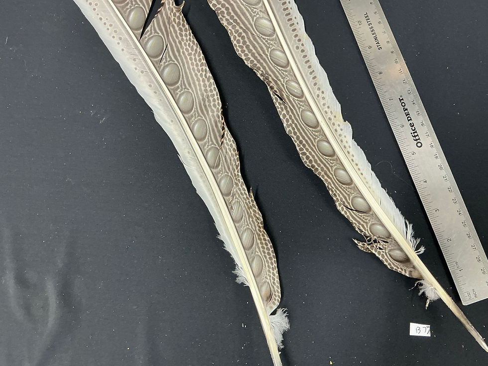 Thumbnail: Great Argus Pheasant  Secondary feather pair B77