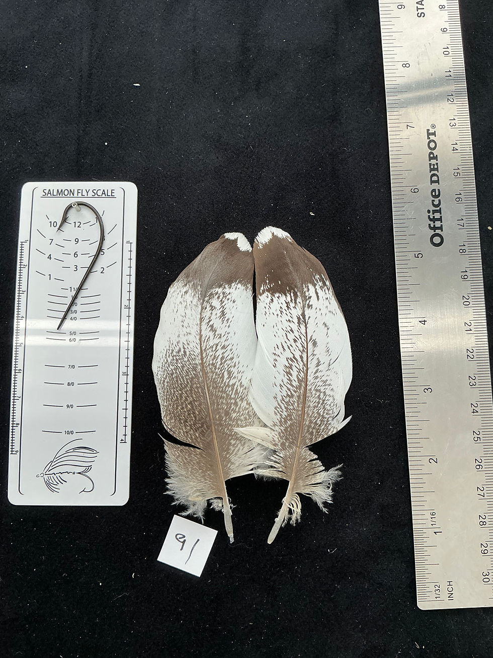 Thumbnail: Kori Bustard feather pairs as seen in pictures.