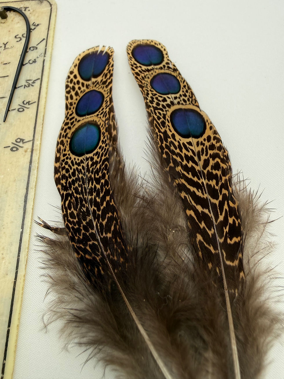 Thumbnail: Malayan Peacock Pheasant  Eye Feathers (3 pair) #5