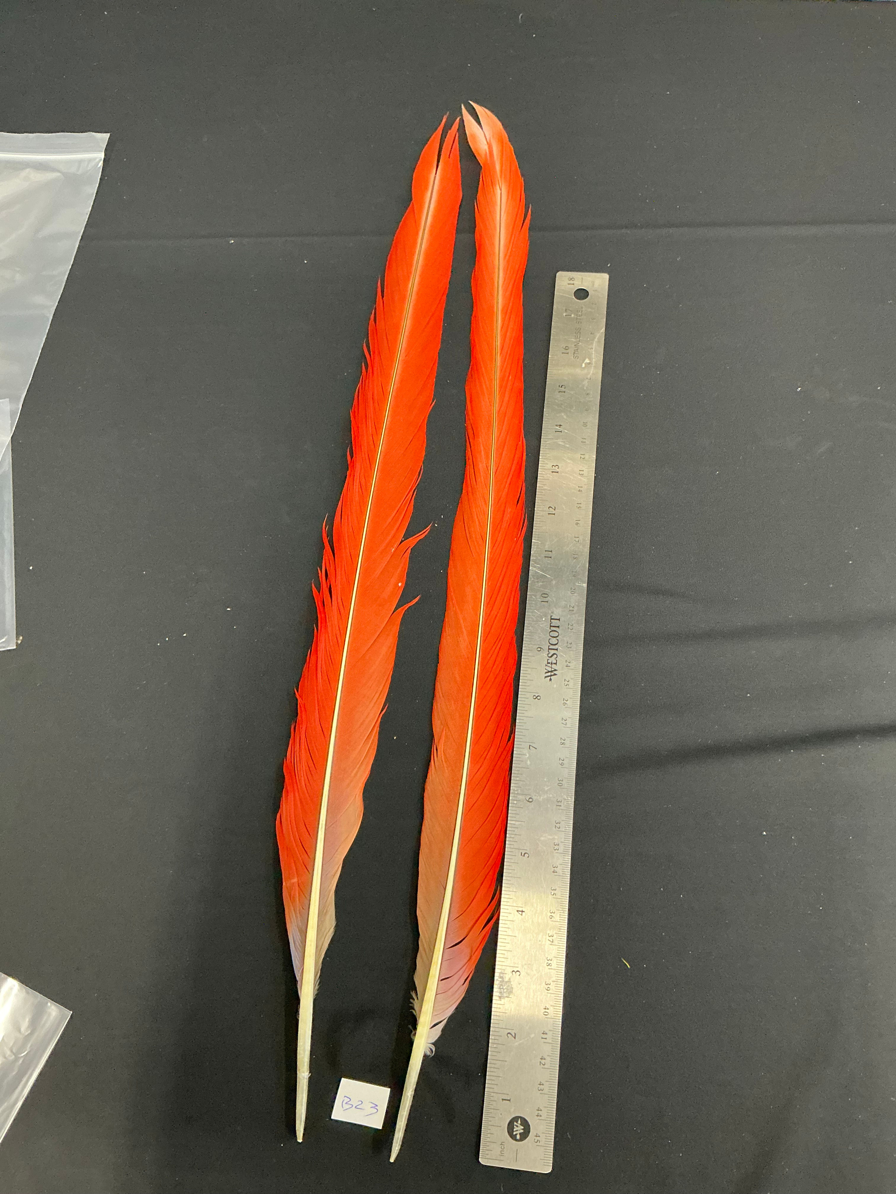 Macaw tail feathers  23" B23