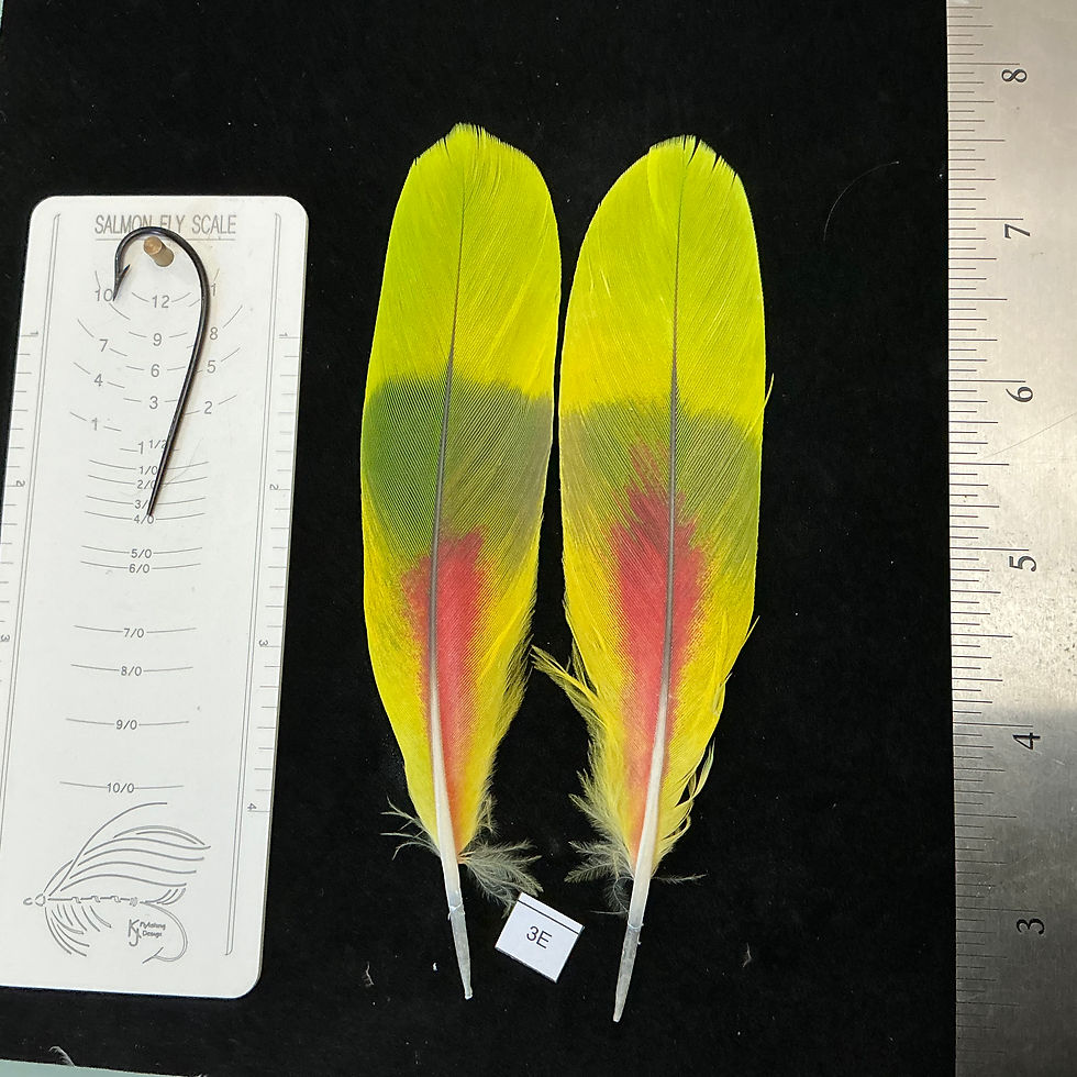 Thumbnail: Matched  parrot feathers for  Salmon Flies 81U-3J