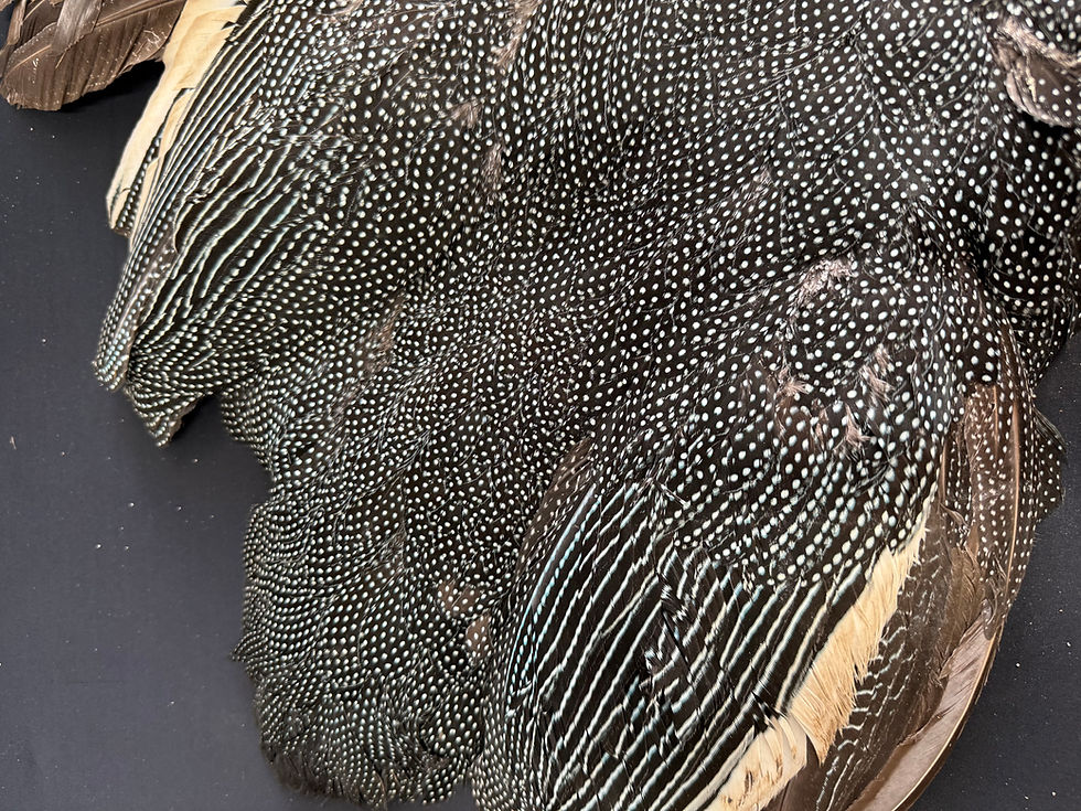Thumbnail: Kenya Crested Guinea Fowl  bird skin EXCELLENT COLOR 5