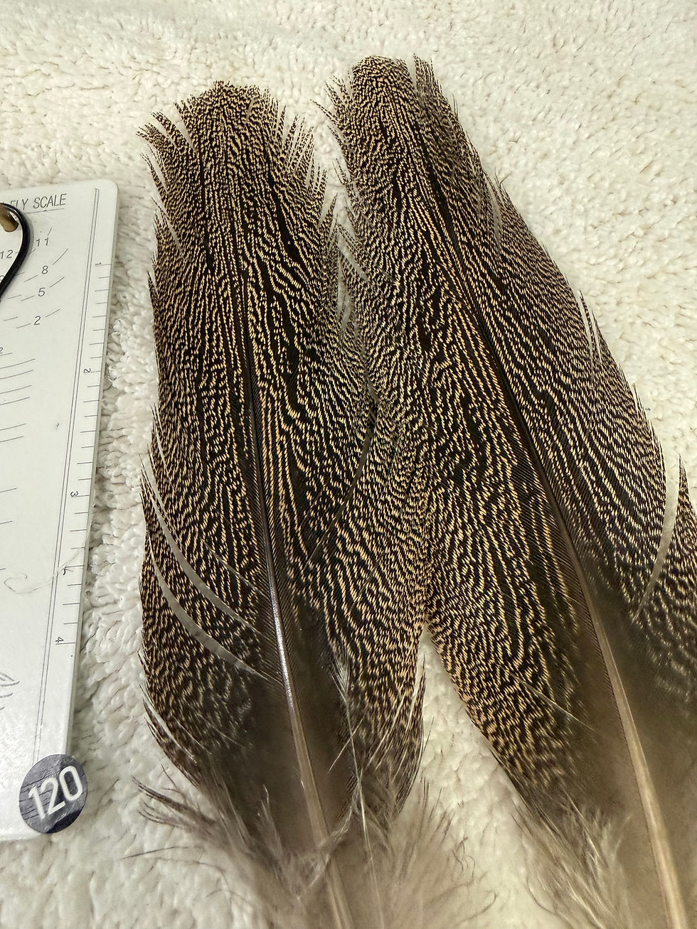 Thumbnail: Kori Bustard feather pair as shown in photos #120