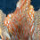 Thumbnail: Temminck's Tragopan bird skin from Ronn Lucas Collection 4