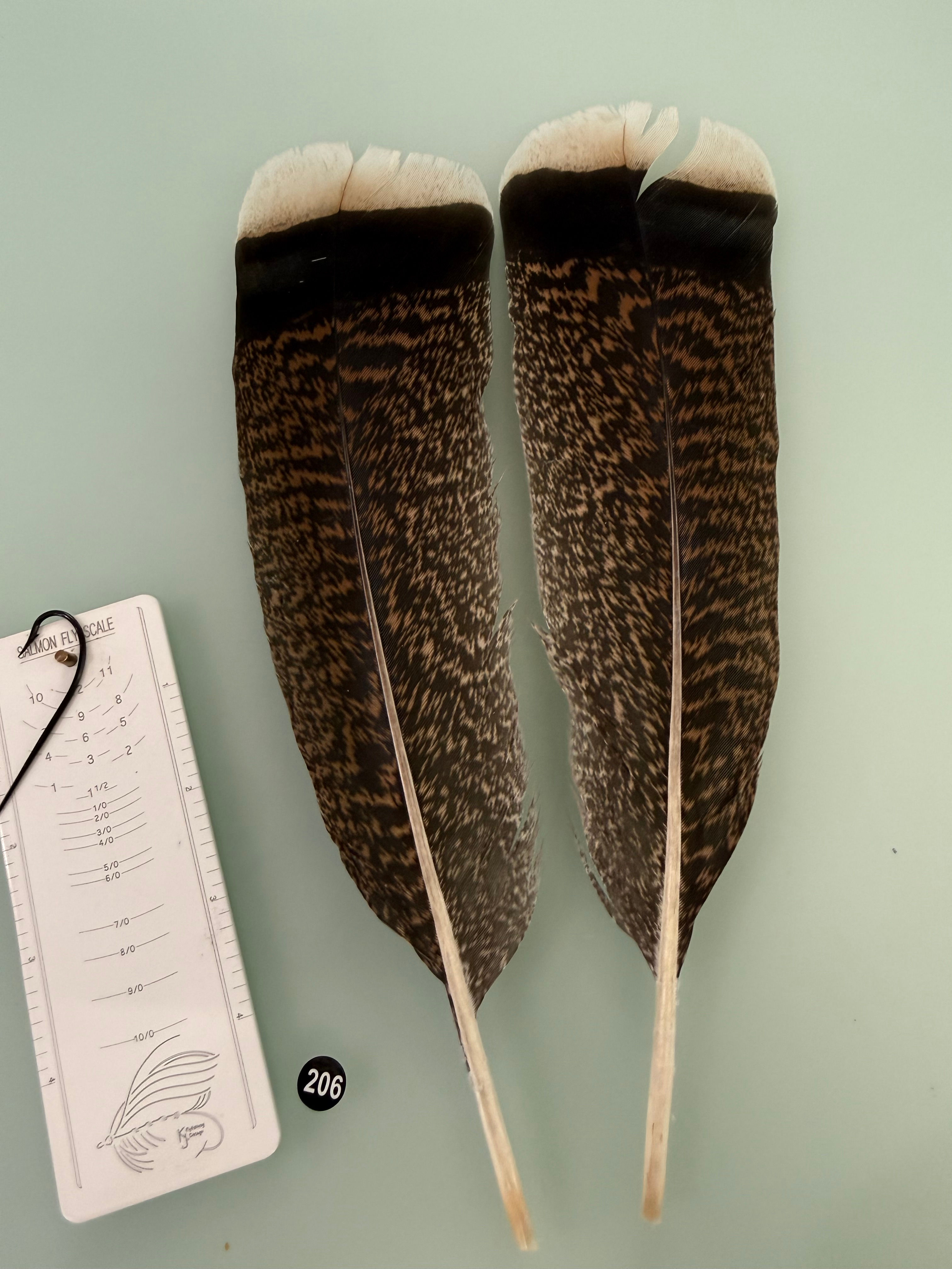 Lucas/Cullen Premium Cinnamon Tipped Turkey Feathers 206A